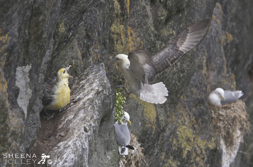 Fulmar Spat At.jpg - These birds look superficially like gulls, but are unrelated, and are in fact petrels. They produce a stomach oil made up of wax esters. This is used against predators as well as an energy rich food source for chicks and for the adults during their long flights. It will spit and matt the plumage of avian predators, and can lead to their death. I managed to photograph a Fulmar on the receiving end of this foul smelling oil. I took this shot on the cliffs of Skellig Michael off the coast of Kerry on the west of Ireland.